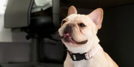 Telecommuting-Jobs_Bulldog-on-documents bulldog sitting on papers as a man works at desk behind him