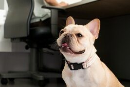 Telecommuting-Jobs_Bulldog-on-documents bulldog sitting on papers as a man works at desk behind him