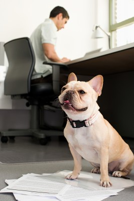 Telecommuting-Jobs_Bulldog-on-documents bulldog sitting on papers as a man works at desk behind him