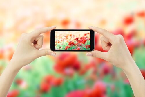 Image wars: Instagram versus Pinterest Woman holding a phone taking a picture of flowers