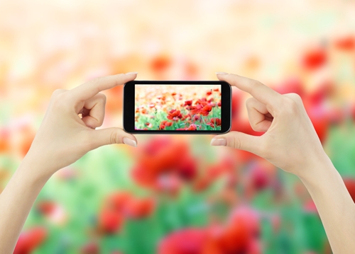 Image wars: Instagram versus Pinterest Woman holding a phone taking a picture of flowers