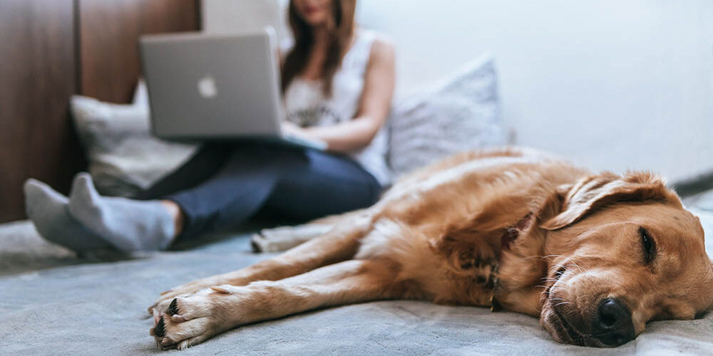 woman-working-from-home-with-dog woman working from home with her pet