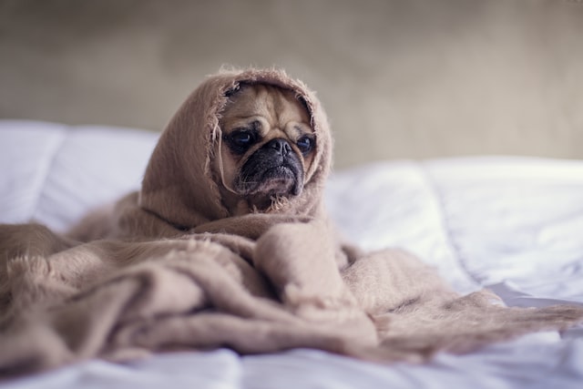 how to handle job rejection a sad pug wrapped in a blanket handling job rejection